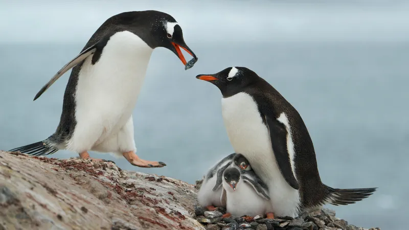 penguins 2