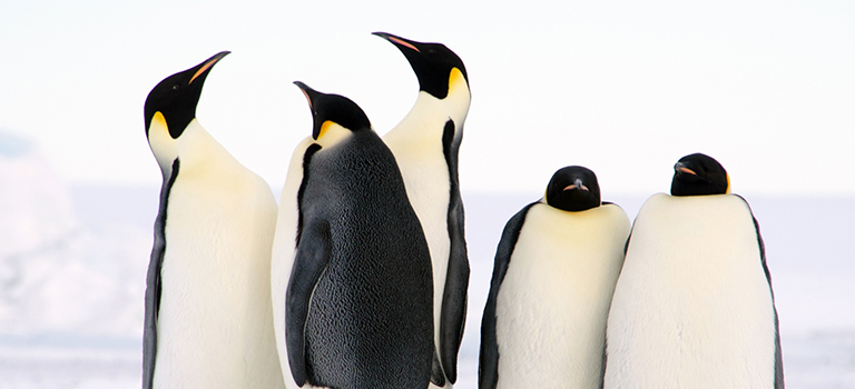 penguins