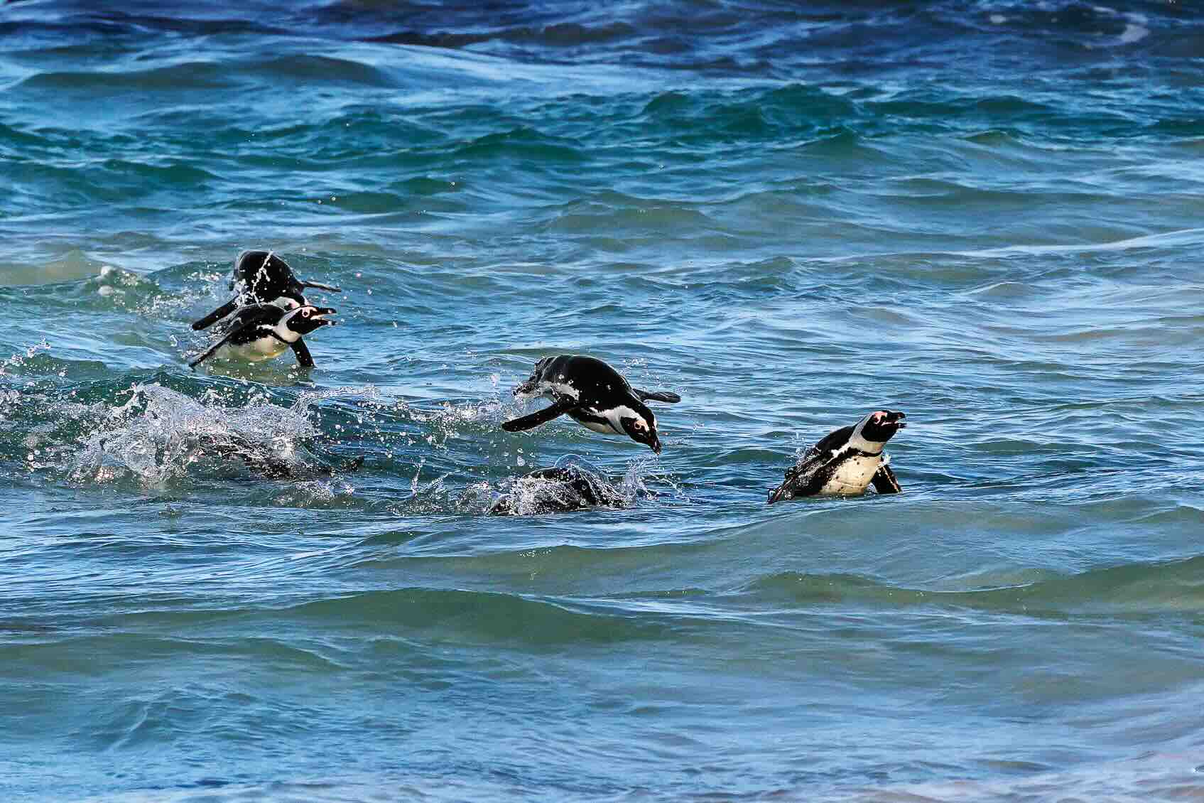 penguins